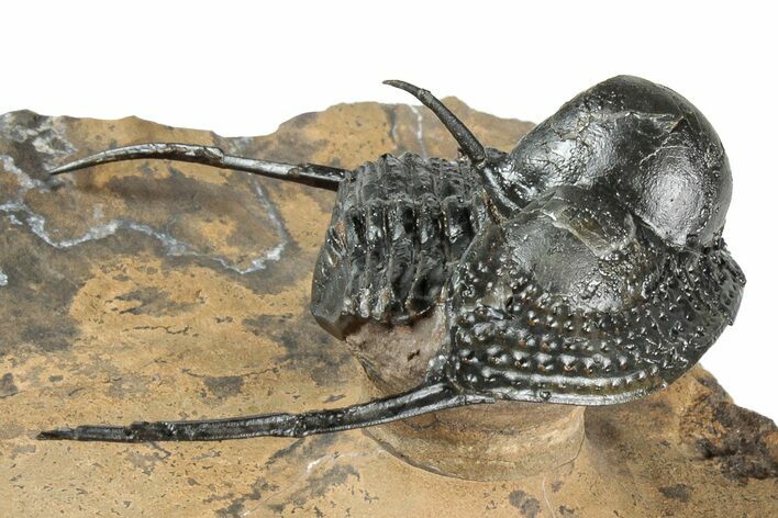 Huge, Onnia Trilobite Fossil - Top Quality Specimen #344467